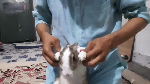 Crazy rabbit