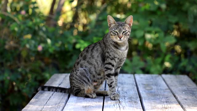 cat