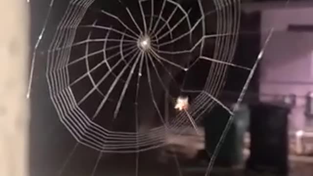 A remarkable sight of spider web weaving