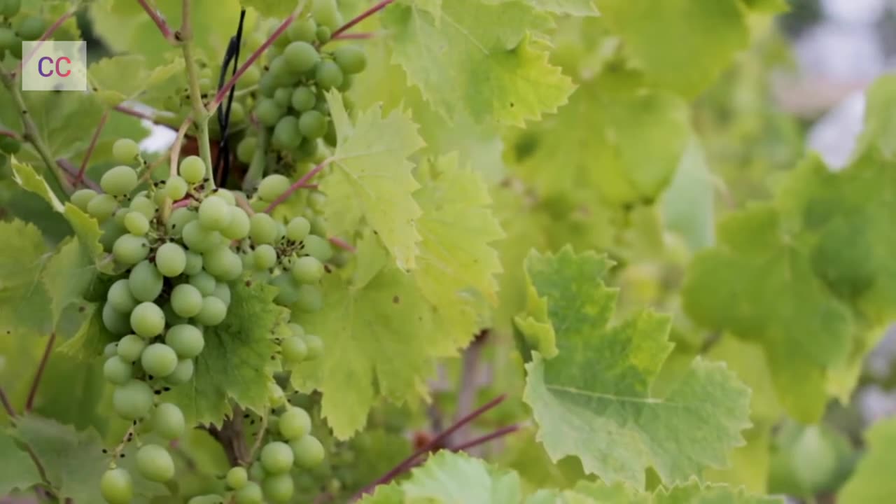 Beautiful grapes garden, with nature look