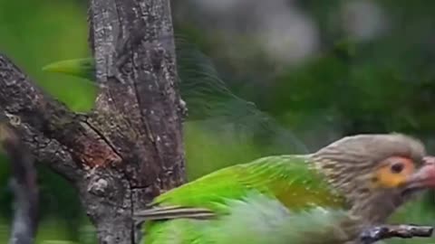 Indian Birds