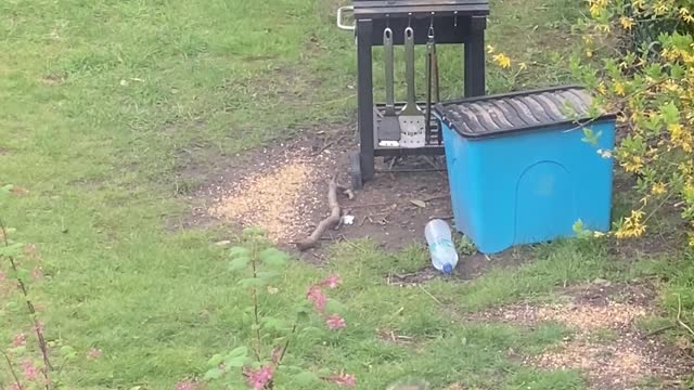 Squirrel and Crow Get Rowdy in the Garden