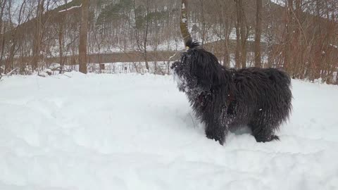 Adorable puppy sees snow for the very first time