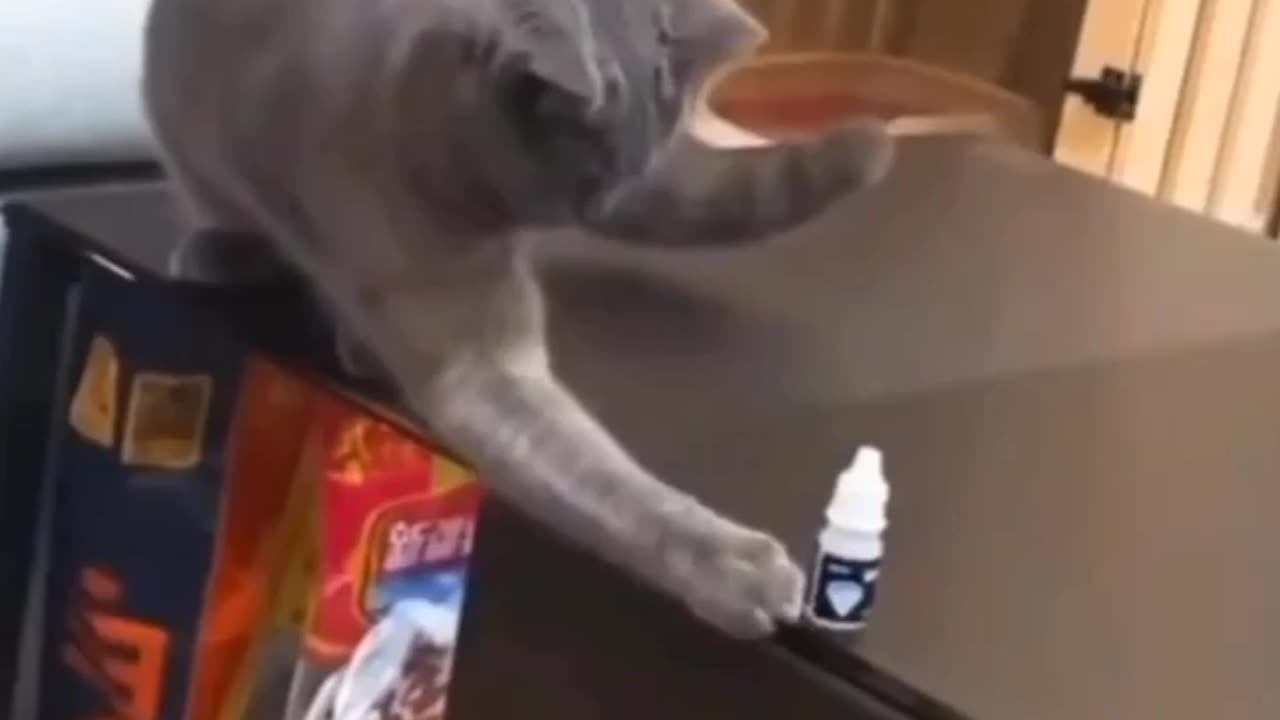 How to learn your cat