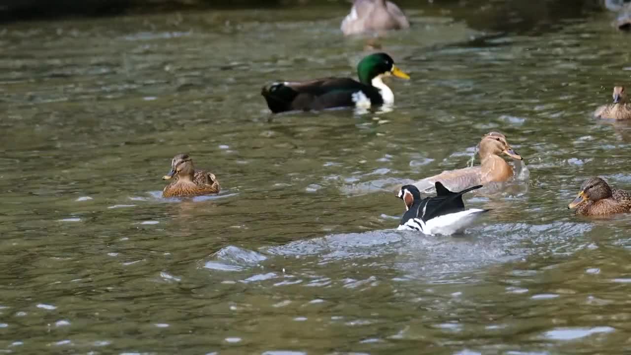 Ducks Waterfowl Fun Landing Animal Water