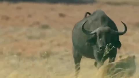 Epic Battle Buffalo Vs Lion