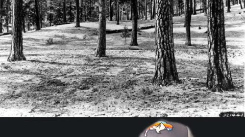 Bill Gates Chopping Down 70 Million Acres of Forest