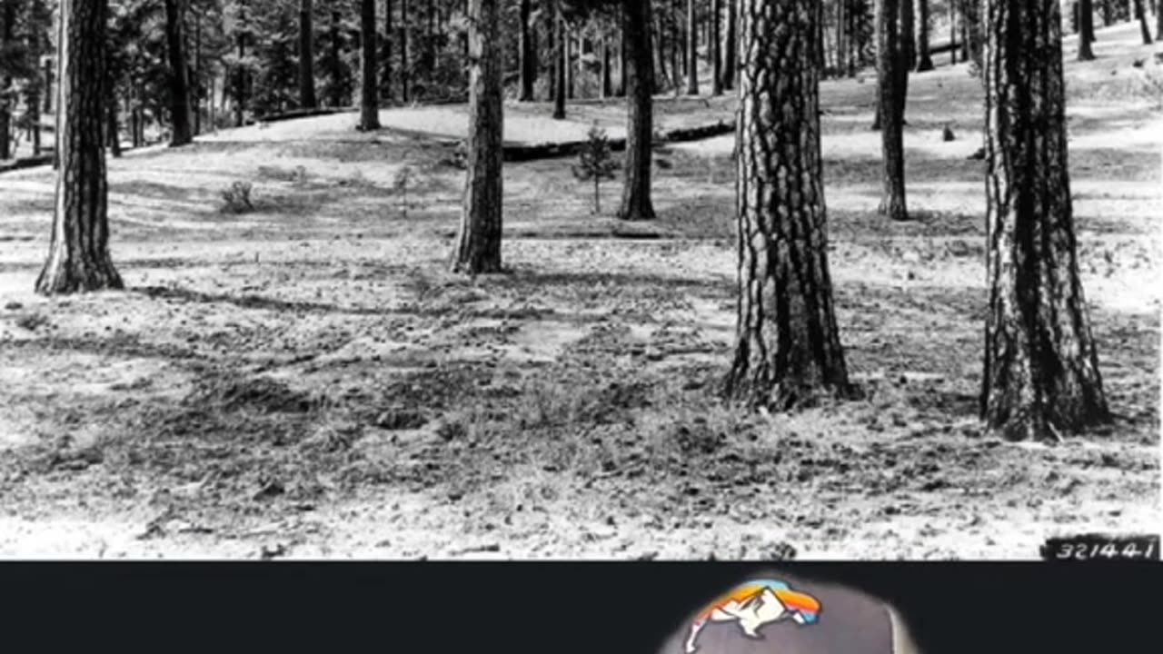 Bill Gates Chopping Down 70 Million Acres of Forest