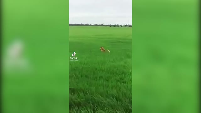 [Fun CLip] The dog jumped out of the grass to find a friend