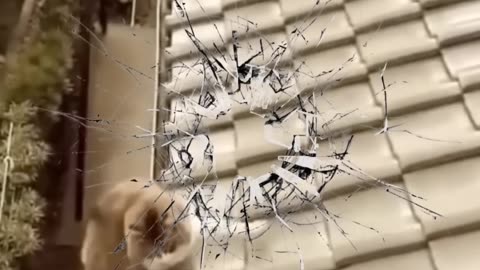 😂Funniest Cats and Dogs! 😍Best Animal Videos! 🤣#shorts #viral #comedy #cat #dog 🤩 