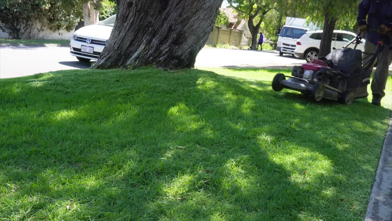 Australian lawn with long grass under a tree