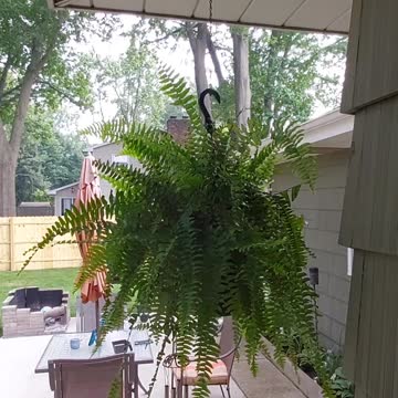 Bird Watching In The Back Yard