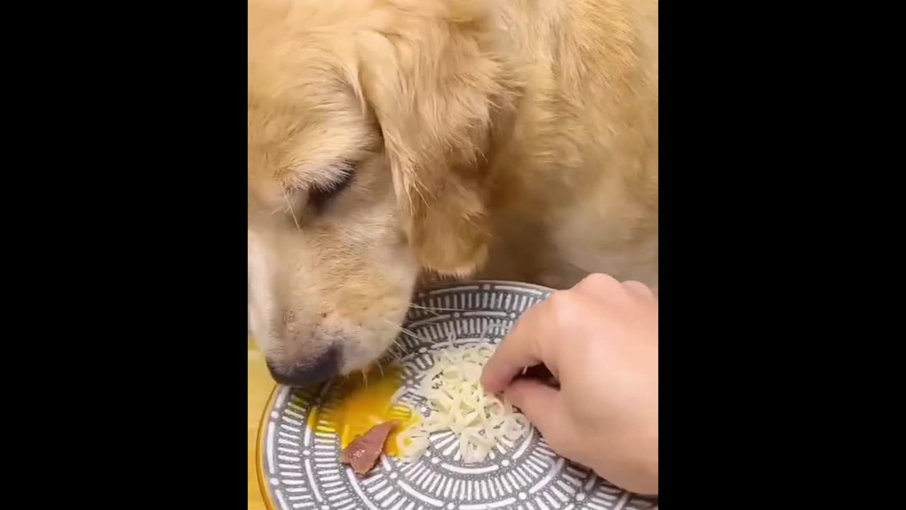 Dog eating vegetable food funny and cute animals 😋😋