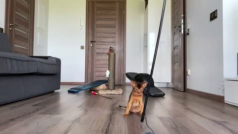 Cute Abyssinian cat playing indoors with different toys, jumping around