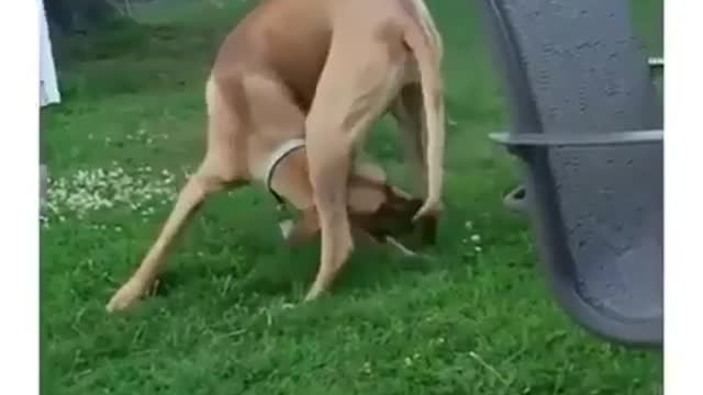 Great Dane Video 21