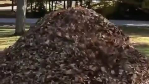 Cute dog jumping on a mountain of leaves