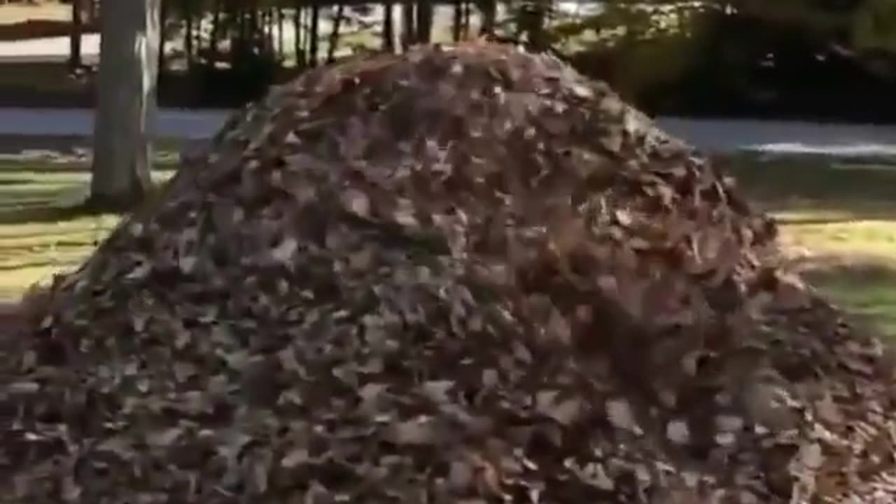 Cute dog jumping on a mountain of leaves