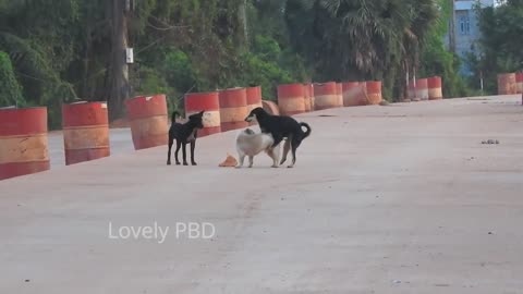 SummerDogs!! German Shepherd Meeting Female Dog On Cement Street.....