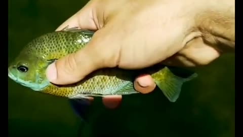 Catching a fish on a retro rod