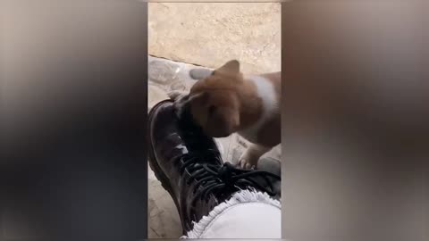 Little puppy playing with shoes