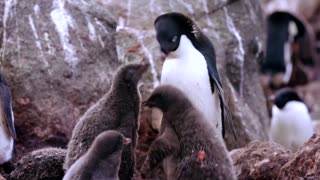 How krill fishery threatens Antarctic wildlife