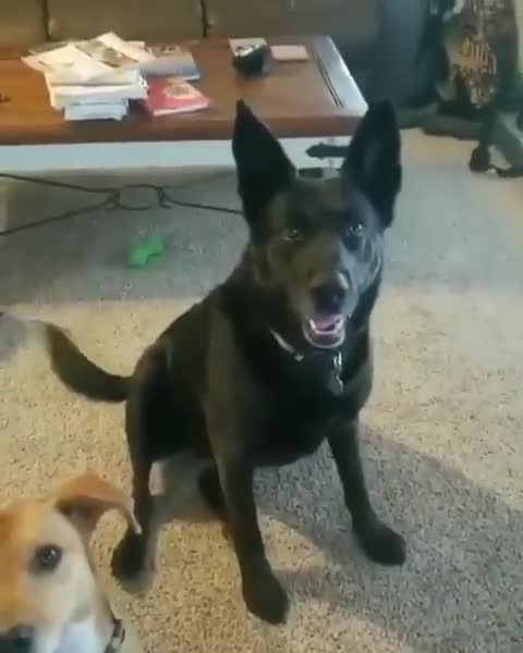 Dog Gets ANGRY When Told His Owner Voted for Biden