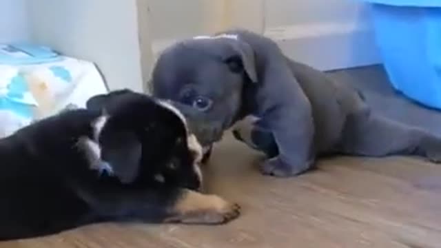 Playful and cute Pug Puppies playing nose to nose