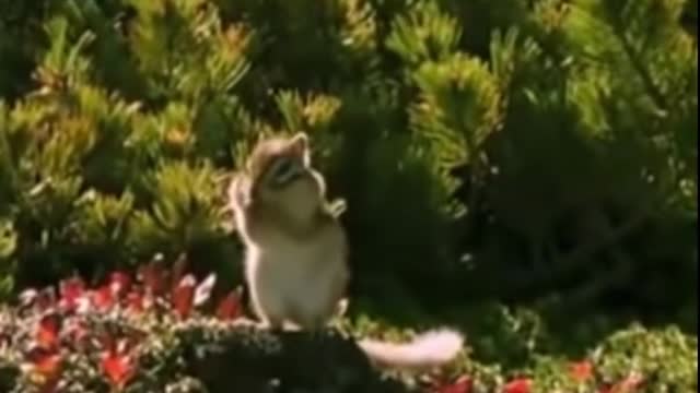 beatboxing chipmunk 💯