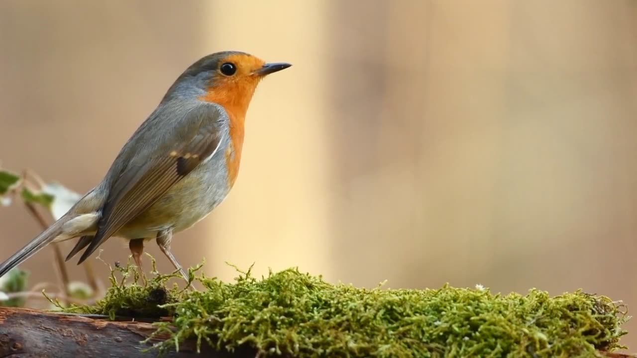 How beautiful the bird is. Gathering his food