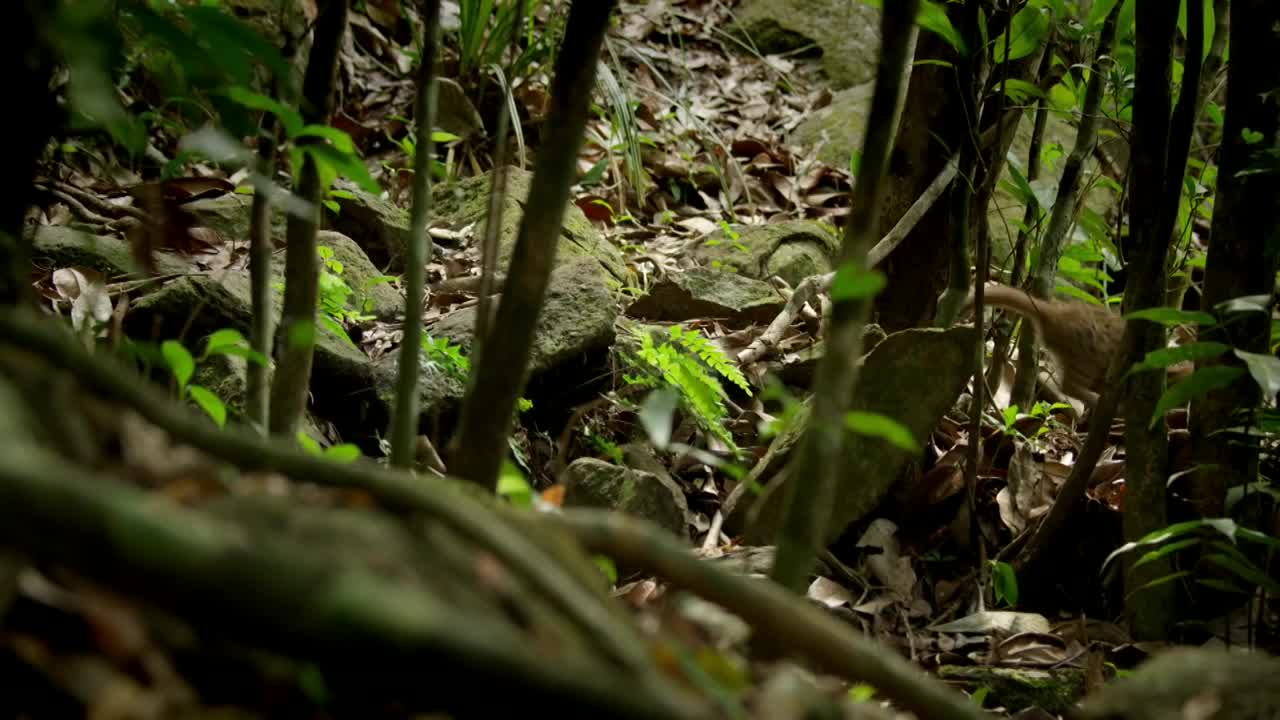 World's smallest cat 🐈- BBC