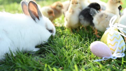 Rabit with litle chicks