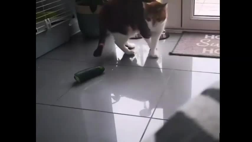 Cat's Funny Reaction to Cucumber