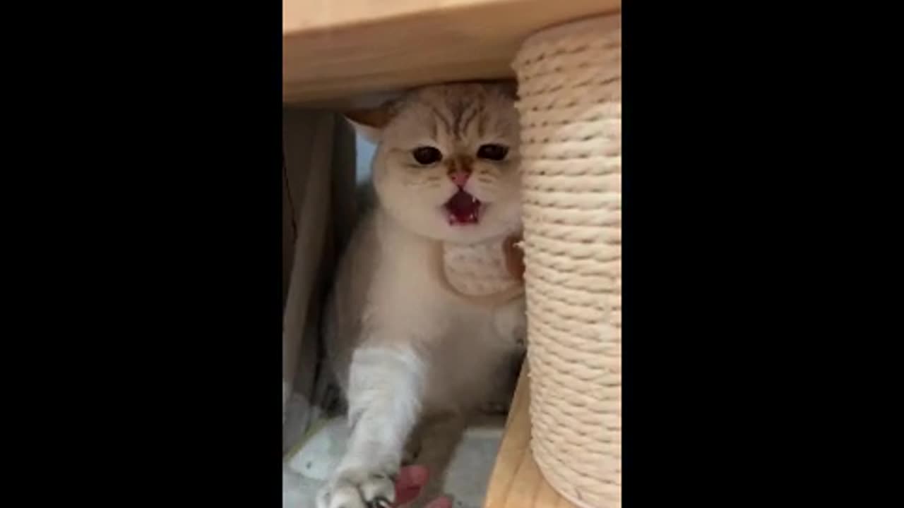 Angry Cats Videos