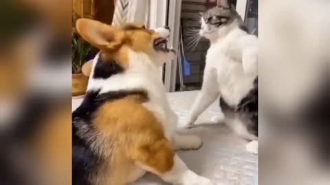 Funny cats and dogs playing