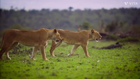 Lion baby waking