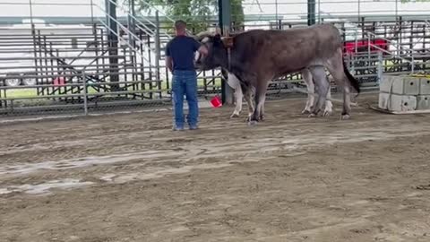 Cows have always been the hardest working animals