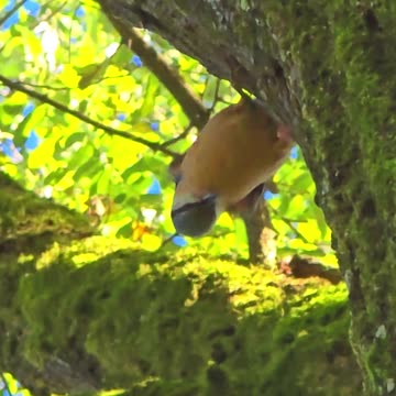 A nuthatch tries to open its food