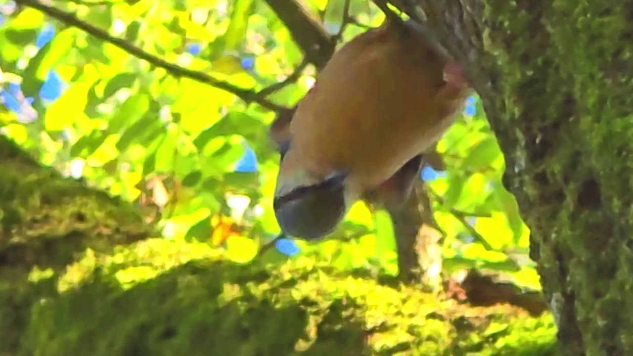 A nuthatch tries to open its food