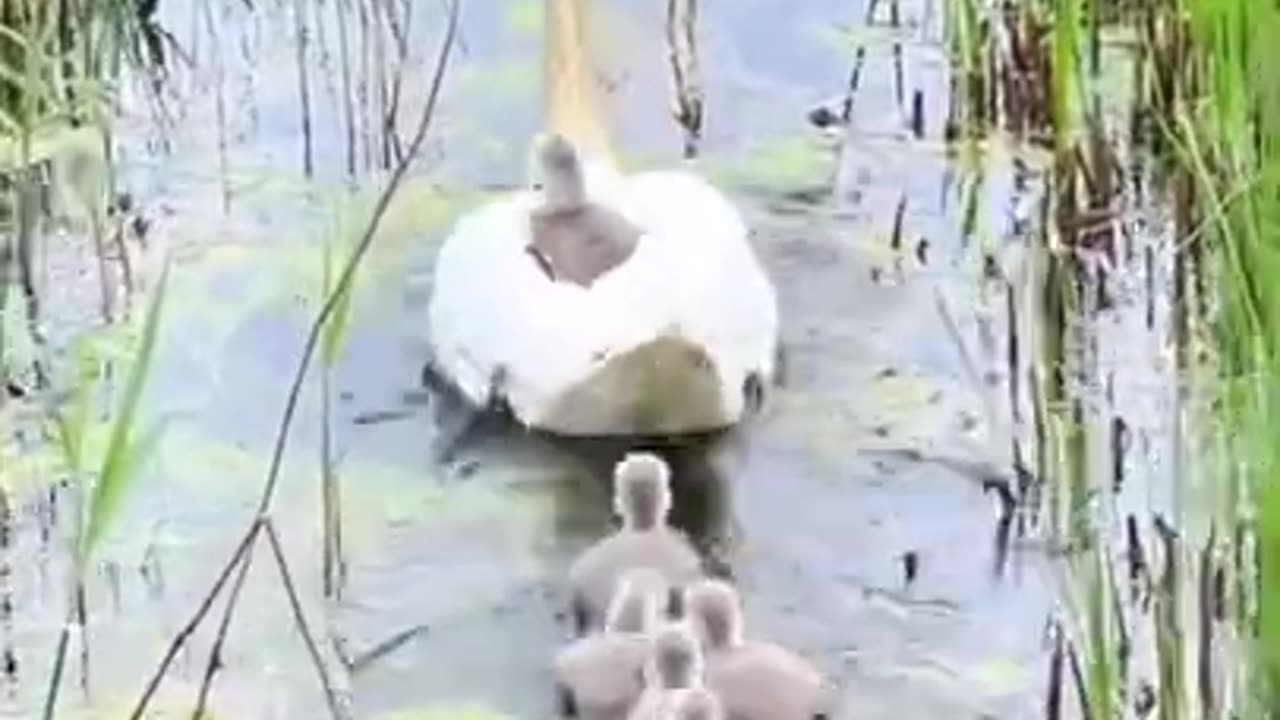 Duck carrying its baby on its back #shorts #viral #shortsvideo #video