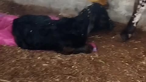 My cow deliver a beautifull baby..