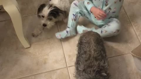 Cuteness overload - when puppies and babies collide