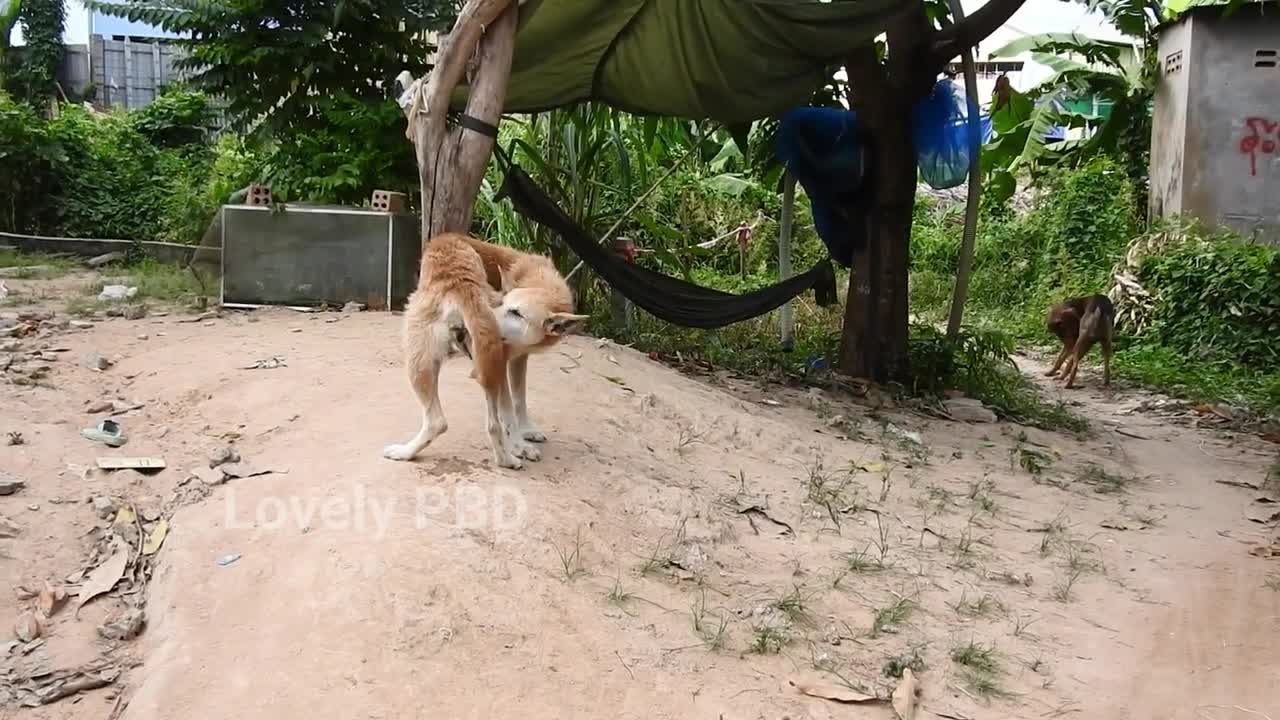 Dog or Superhero? Watch This Canine Perform Incredible Feats of Strength!