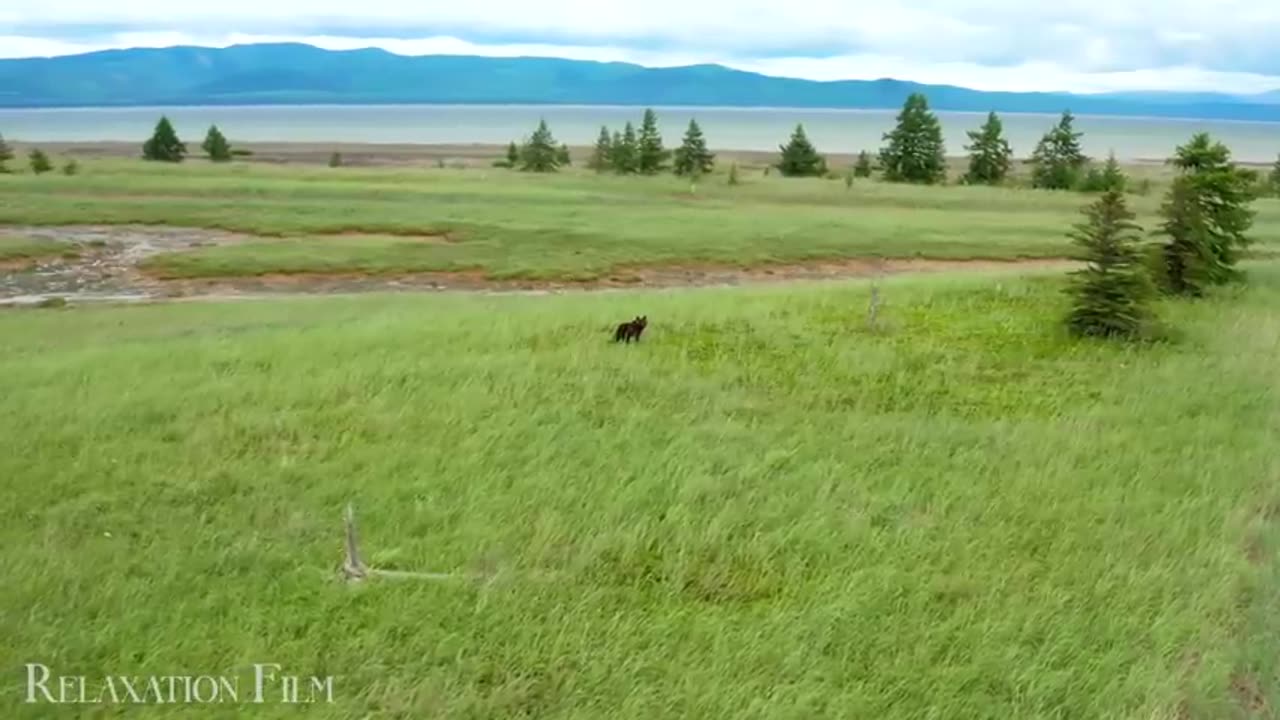 Cute Baby Animals 🐻 from Around The World with Peaceful Music