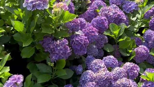 *POV*August slipped away on Nantucket