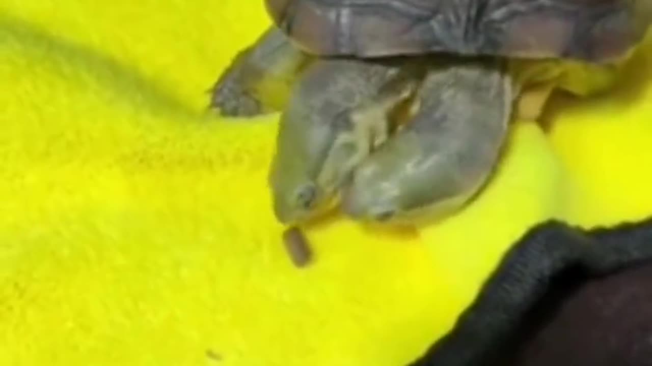 Tortoise with two mouths