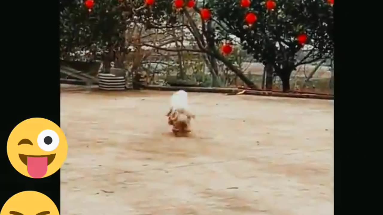 cat and got funny video 😃😃😃😃😃😃😃