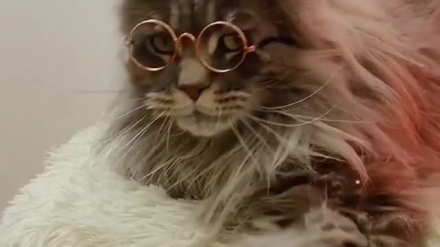 Cat Wearing Spectacles with Cute Smile