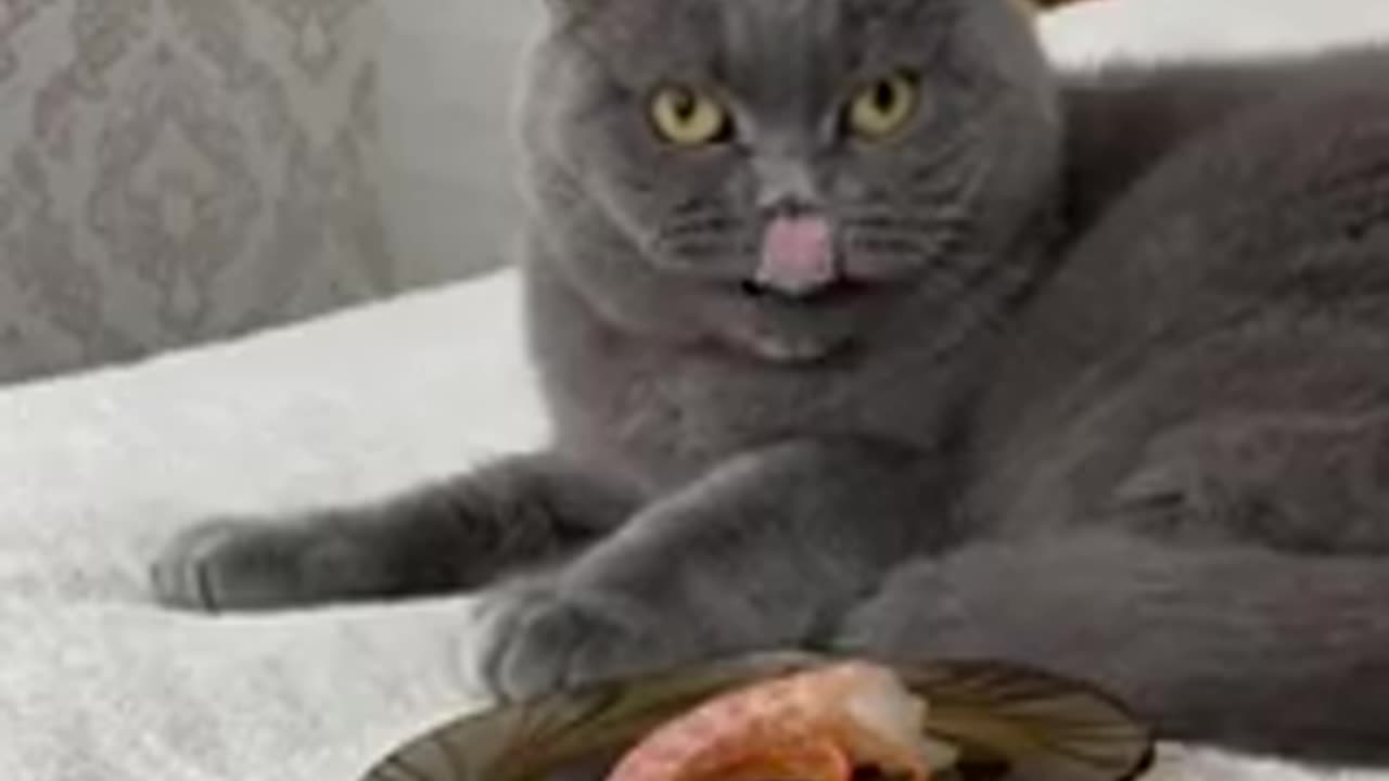 Cat Vomiting After Seeing Prawns #shorts #viral #shortsvideo #video