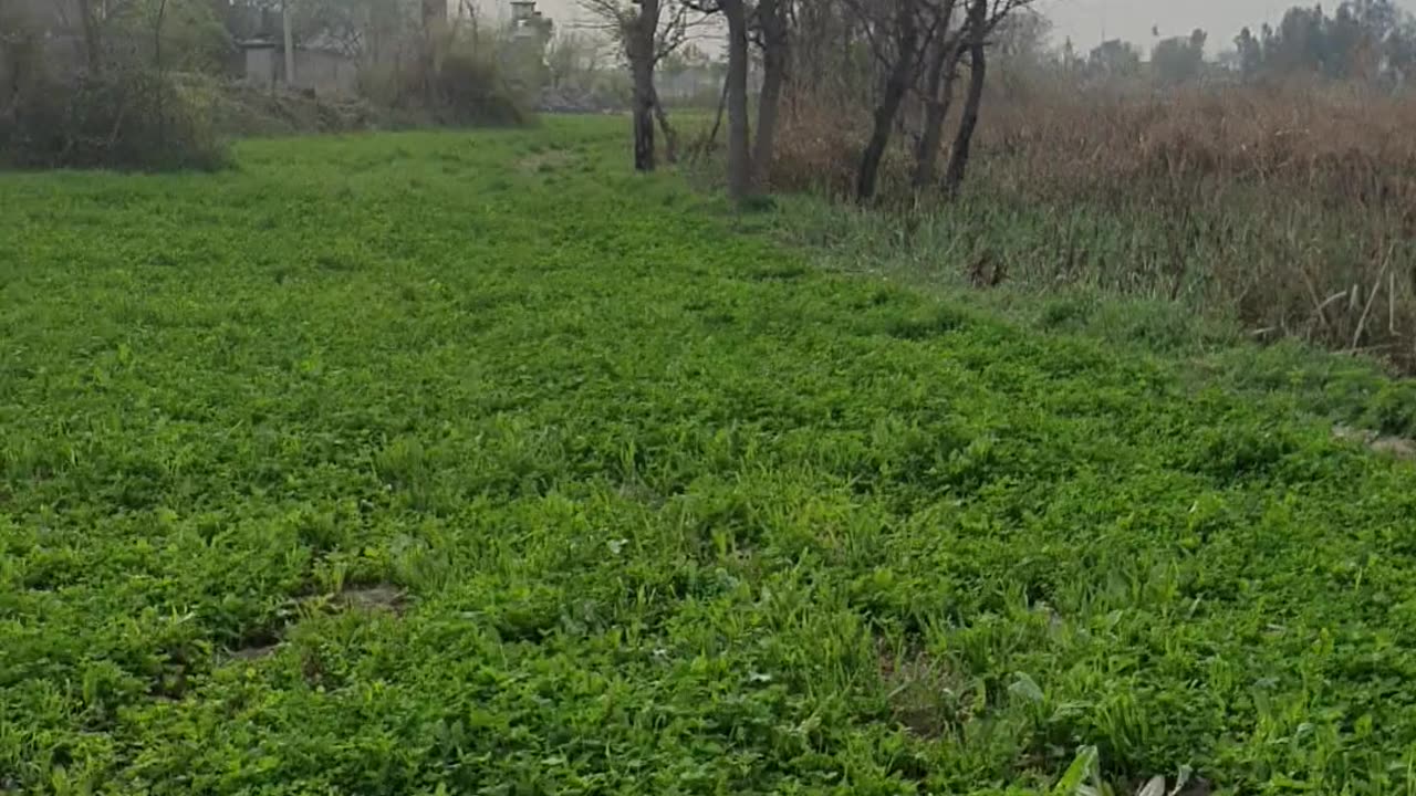 Small village green side