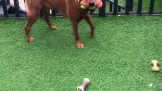Dog Carries Three Tennis Balls in His Mouth